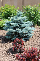 Picea pungens Glauca Globosa