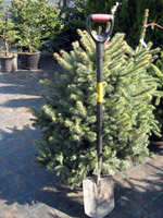 Picea pungens glauca