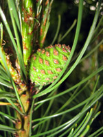 Pinus mugo Mughus