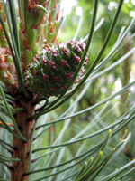 Pinus mugo