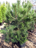 Pinus nigra