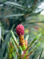 Pinus sytvestris Fastigiata