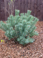 Pinus sylvestris Watereri