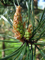 Pinus sylvestris