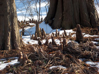 Taxodium distichum