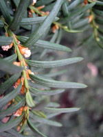 Taxus baccata