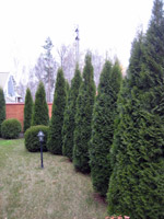 Thuja occidentalis Smaragd