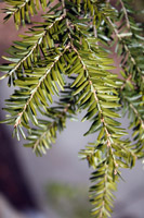 Tsuga canadensis