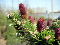 Abies koreana