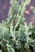 Juniperus horisontalis Blue Chip