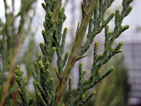 Juniperus scopulorum Skyrocket