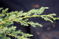 Juniperus squamata Blue Carpet