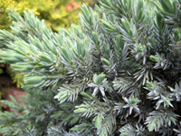 Juniperus squamata Blue Star