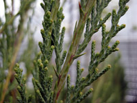 Juniperus virginiana Skyrocket