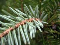 Picea omorika