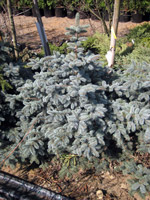 Picea pungens Glauca Globosa