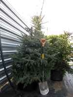 Picea pungens glauca