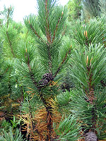 Pinus mugo