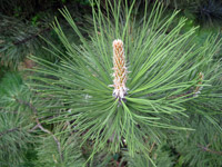 Pinus nigra