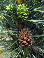 Pinus sytvestris Fastigiata