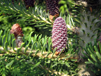 Abies koreana