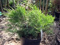 Juniperus chinensis Kuriwao Gold