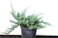 Juniperus horisontalis Blue Chip