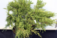 Juniperus media (chinensis) Pfitzeriana Aurea