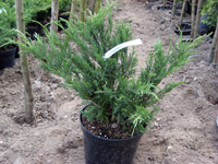 Juniperus sabina Broadmoor