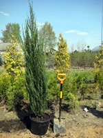 Juniperus scopulorum Skyrocket