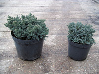 Juniperus squamata Blue Star