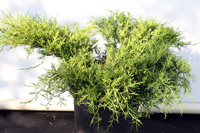 Juniperus media (chinensis) Old Gold