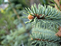 Picea pungens Glauca Globosa