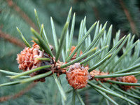 Picea pungens glauca