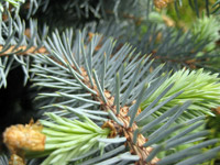 Picea pungens Montgomery