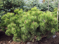 Pinus mugo Mughus