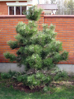 Pinus nigra