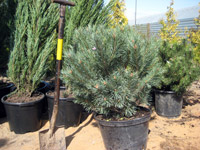 Pinus sylvestris Watereri