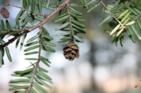 Tsuga canadensis