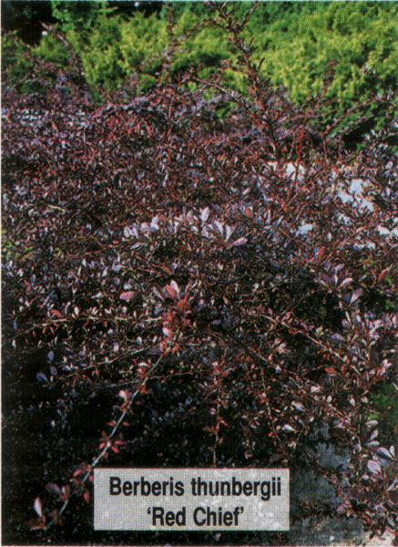 Барбарис тунберга Ред Чиф (Berberis thunbergii Red Chief) - описание и фото  растения