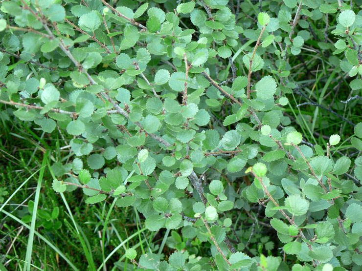 Береза карликовая (Betula nana) - описание и фото растения