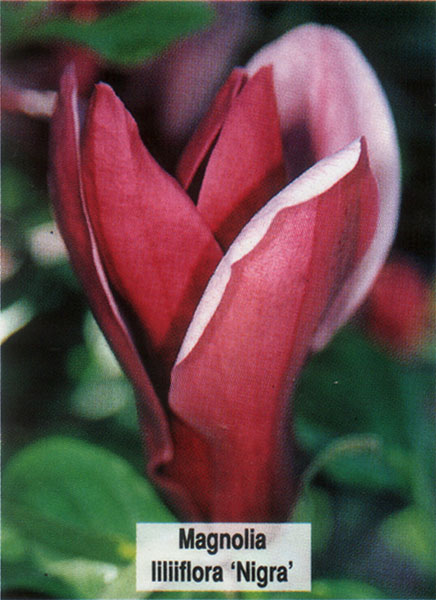 Магнолия лилиецветная Нигра (Magnolia liliflora Nigra) - описание и фоторастения