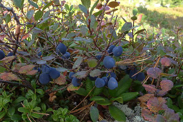 Береза карликовая (Betula nana) - описание и фото растения