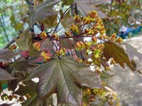 Acer platanoides Schwedleri