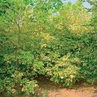 Acer negundo Aureo-variegatum