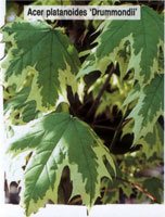 Acer platanoides Drummondii