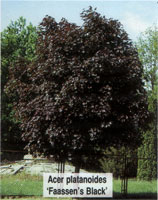 Acer platanoides Faassen