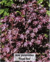 Acer platanoides Royal Red