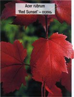 Acer rubrum Red Sunset