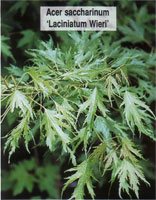 Acer saccharinum Laciniatum Wieri